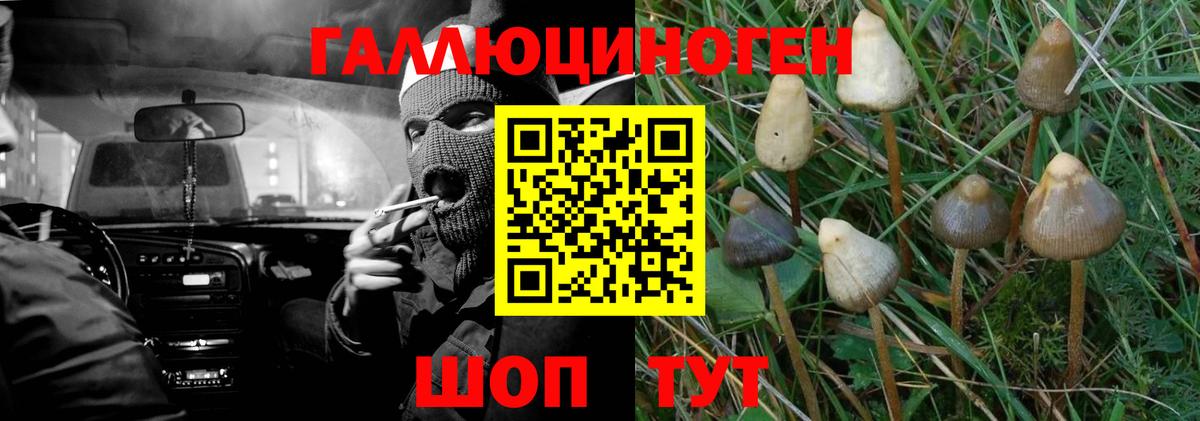 Галлюциногенные грибы Psilocybe  Вход с VPN  Чистополь 